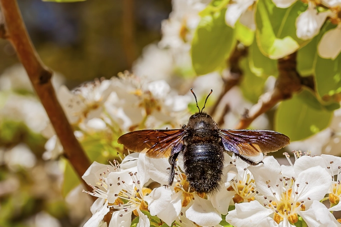 infotoverde fotografias